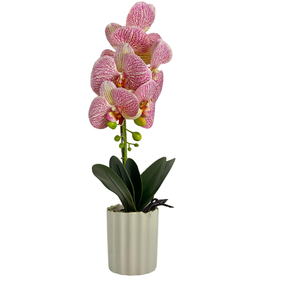 Orchid Planter Pot